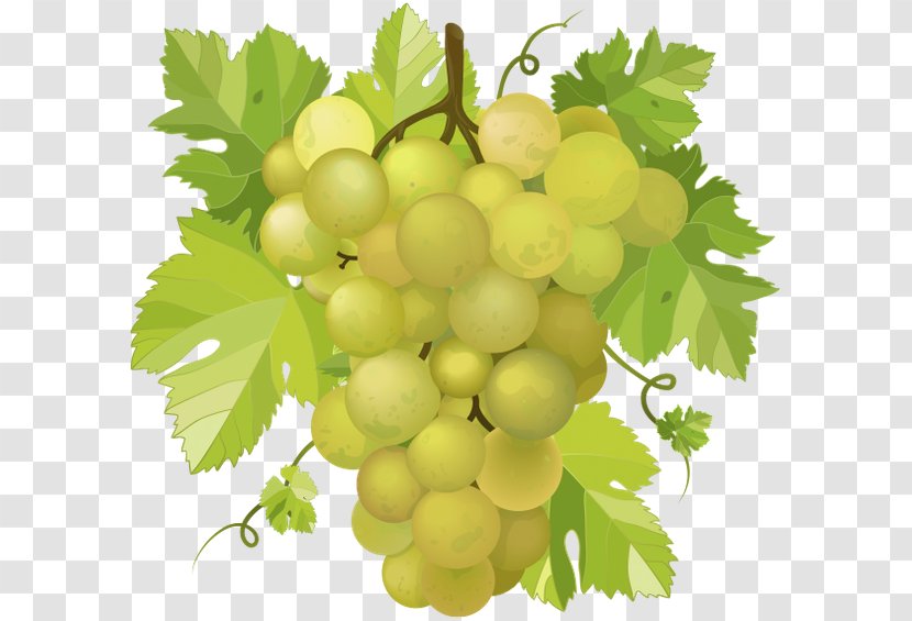 Common Grape Vine Wine Concord - Sultana Transparent PNG