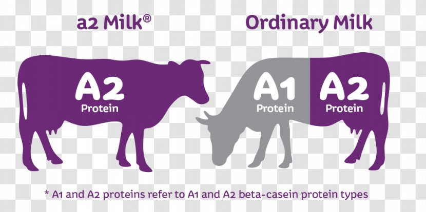 Cattle The A2 Milk Company Casein - Horse - Fresh Picking Transparent PNG
