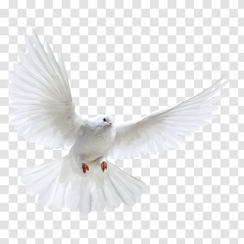 Columbidae Bird Photography - A White Dove Wings Transparent PNG