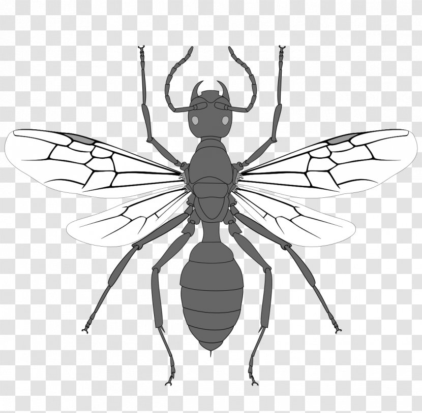 Black Fly Ant Hymenopterans Insect - Arthropod Transparent PNG