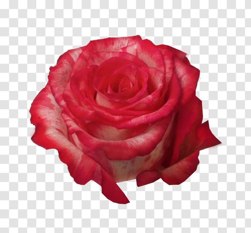 Garden Roses Cabbage Rose Floribunda Pink Cut Flowers - Gratis Transparent PNG