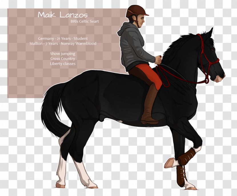 Stallion Hunt Seat Mustang Bridle Mare Transparent PNG