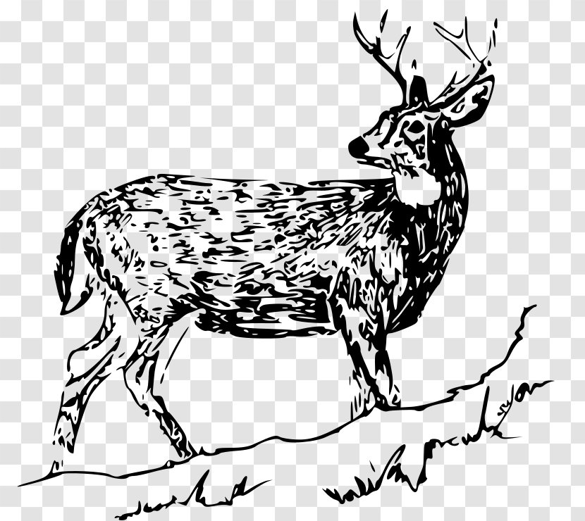 White-tailed Deer Drawing Clip Art Transparent PNG