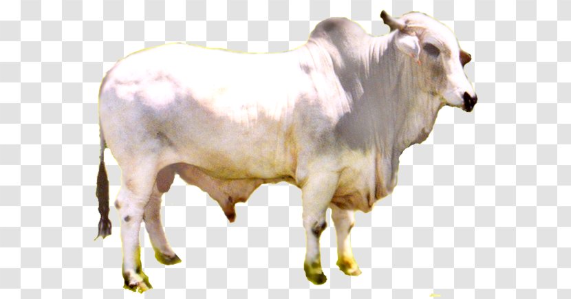 Zebu Calf Dairy Cattle Ox Bull - Salam Ramadan Transparent PNG