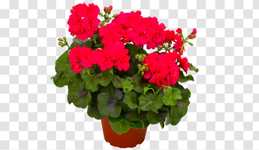 Geraniums Houseplant Flower Bloody Crane's-bill - Geraniales Transparent PNG