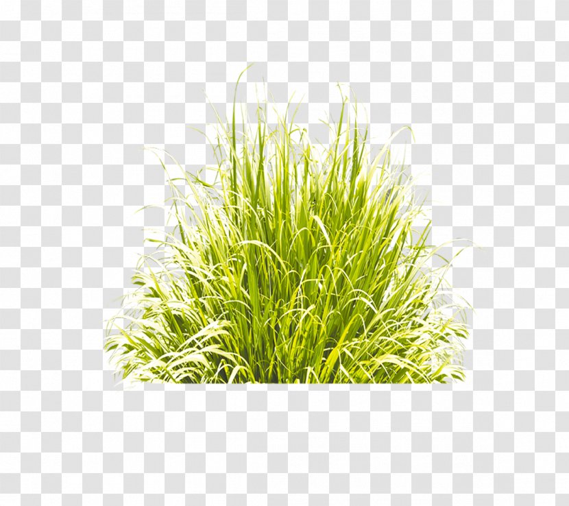 Green Grass Icon - Grassland Transparent PNG
