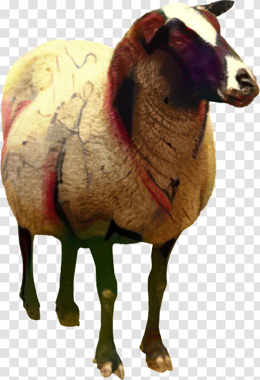 Pelibuey Sheep Lincoln Boer Goat Romney Caprinae - Horn Transparent PNG