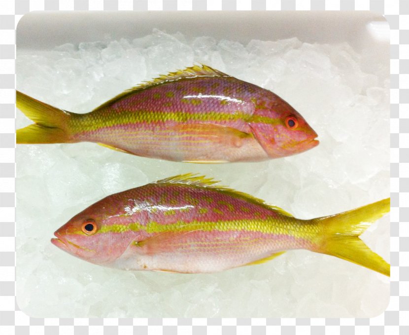 Northern Red Snapper Oily Fish Seafood Marine Biology - Fresh Salmon Transparent PNG