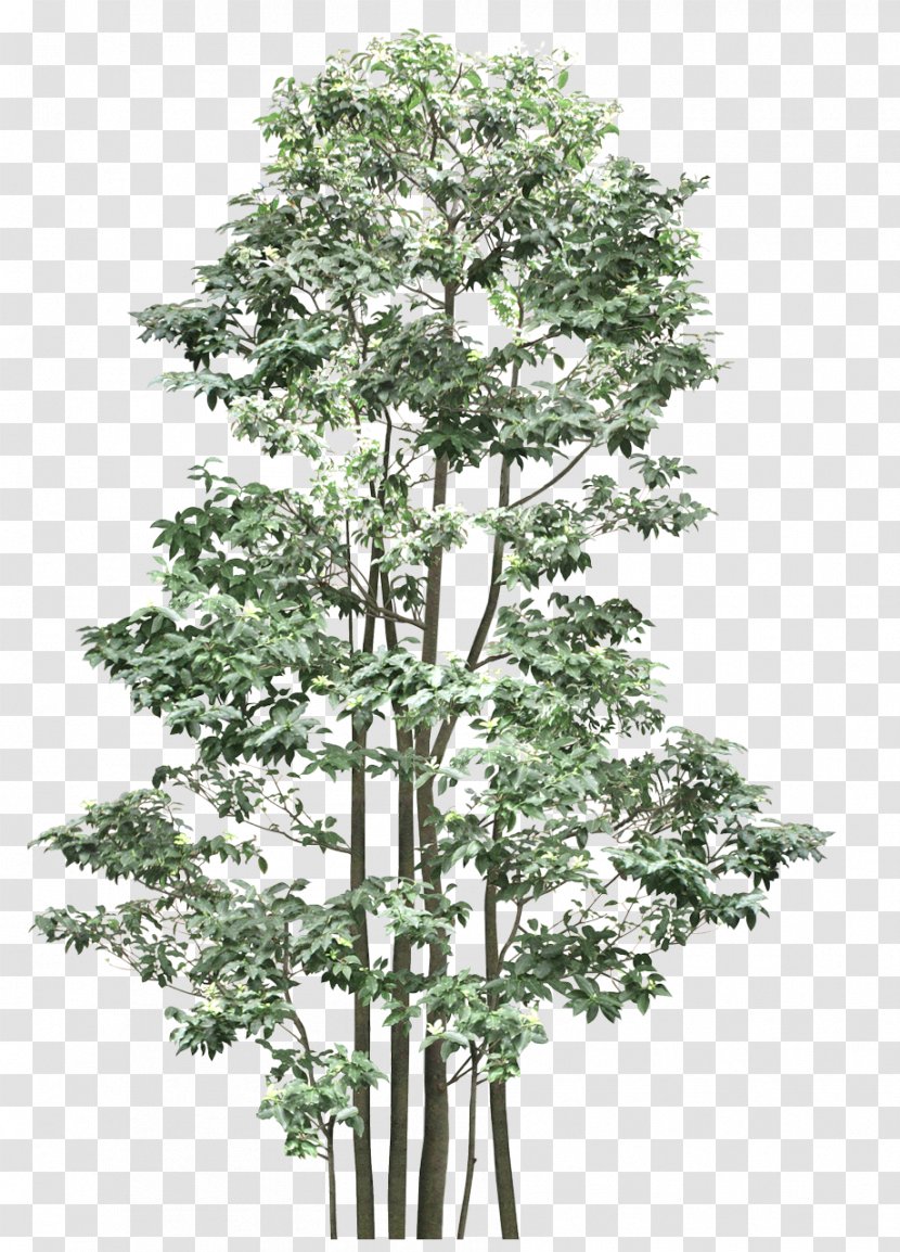 Out-Tree Shrub Branch Plant - Tree Transparent PNG