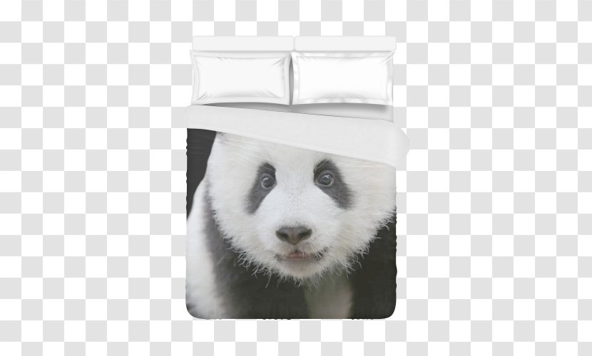 Giant Panda Belt Buckles Fur Whiskers Snout - Print Transparent PNG
