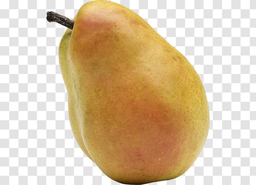 Bosc Pear Asian - Information - Photography Transparent PNG