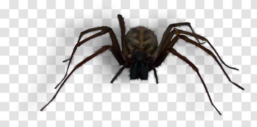 Spider Web Scrapbooking - Animal - Big Black Transparent PNG