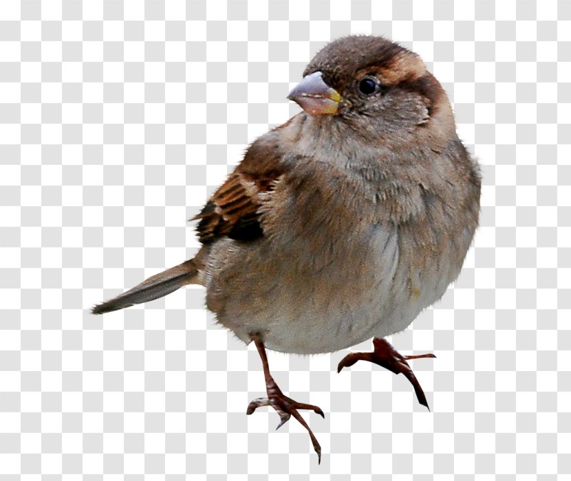 House Sparrow Bird Humour Joke - Finch Transparent PNG