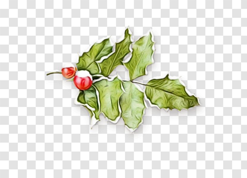 Christmas Tree Branch - Common Holly - Perennial Plant Plane Transparent PNG