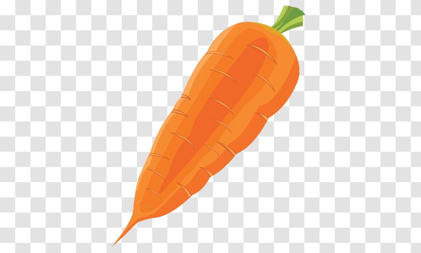 Carrot Vegetable Radish - Food - A Large Transparent PNG