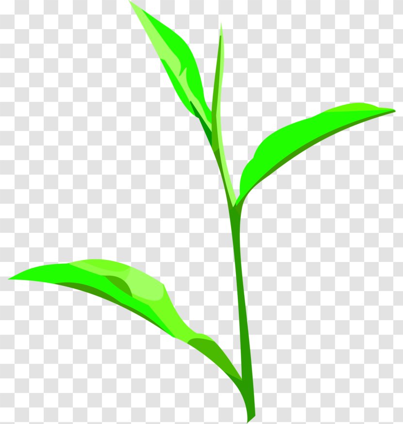Clip Art Leaf Plant Stem Commodity Grasses - Wau Transparent PNG