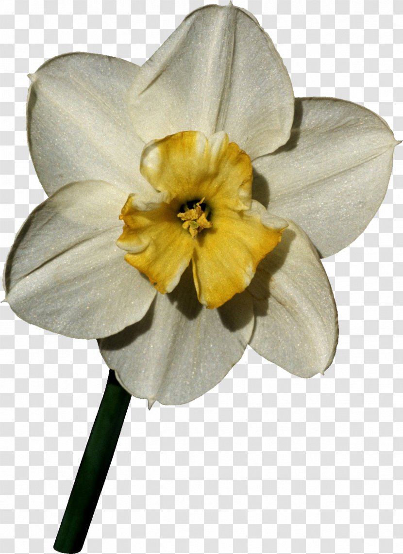 Flower Daffodil World Petal Nature - Narcissus Transparent PNG