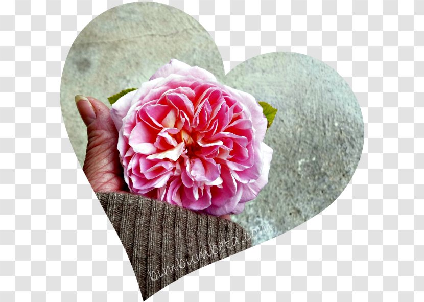 Cabbage Rose Cut Flowers Petal Peony Camellia - Family - Bim Bum Bam Transparent PNG