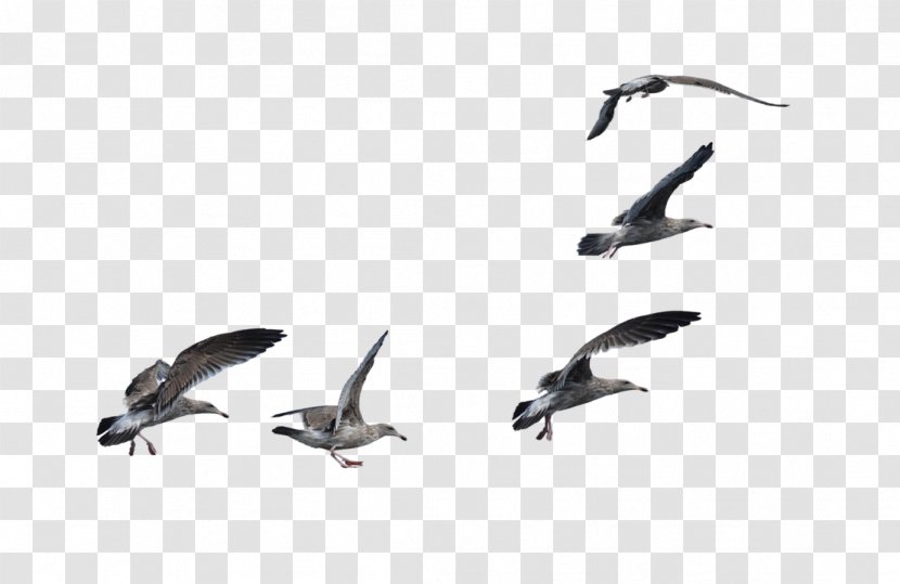 Bird A Flock Of Seagulls Cygnini - Seagull Transparent PNG