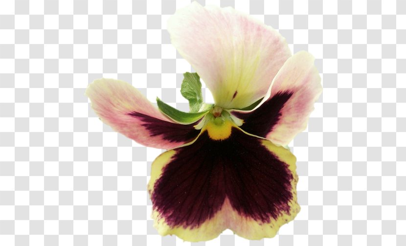 Pansy Violet - Flower Transparent PNG