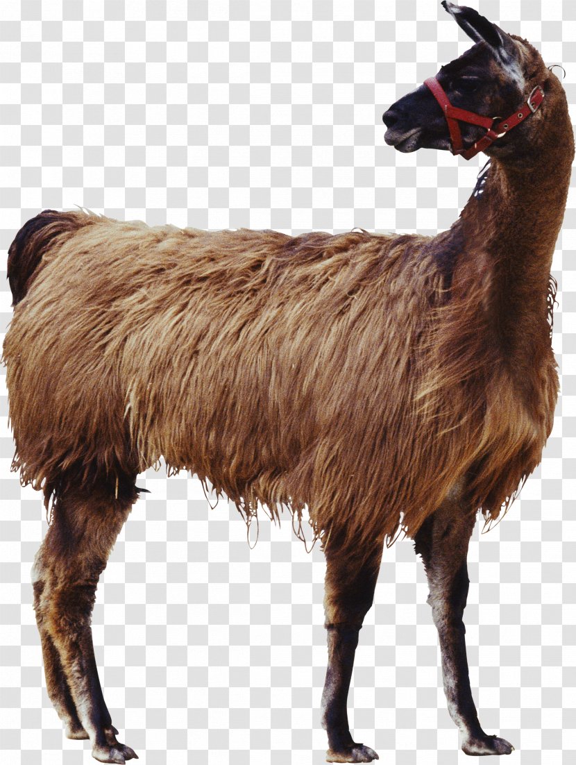 Goat Applied Animal Nutrition Cat Livestock - Llamas Transparent PNG