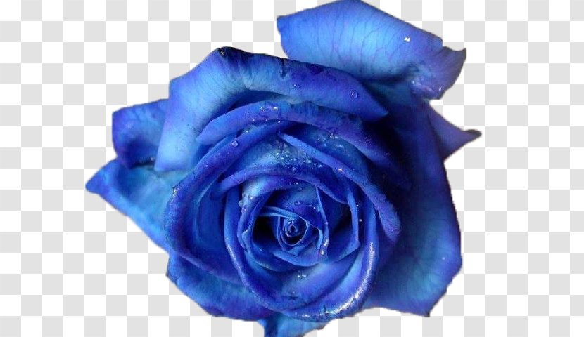 Blue Rose Clip Art - Flowering Plant Transparent PNG