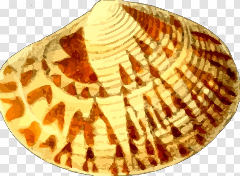 Seashell Cockle Nautilidae Clip Art - Conch - Shell Transparent PNG