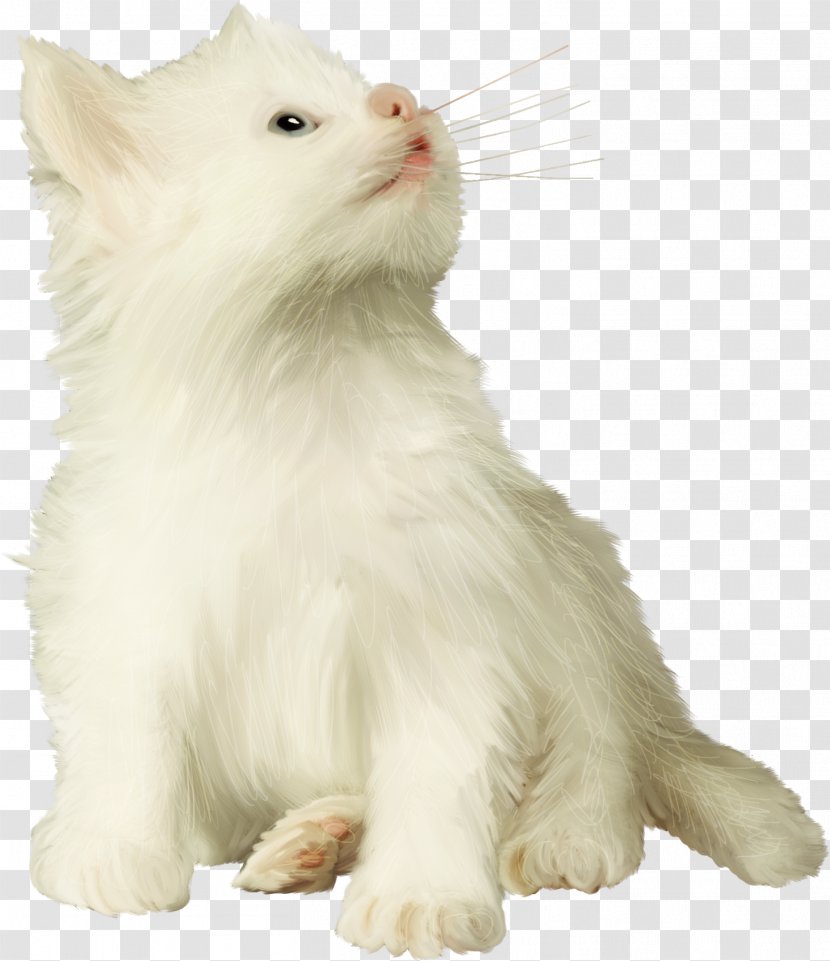 Persian Cat Turkish Van Angora Ragamuffin Asian Semi-longhair - Cats Transparent PNG