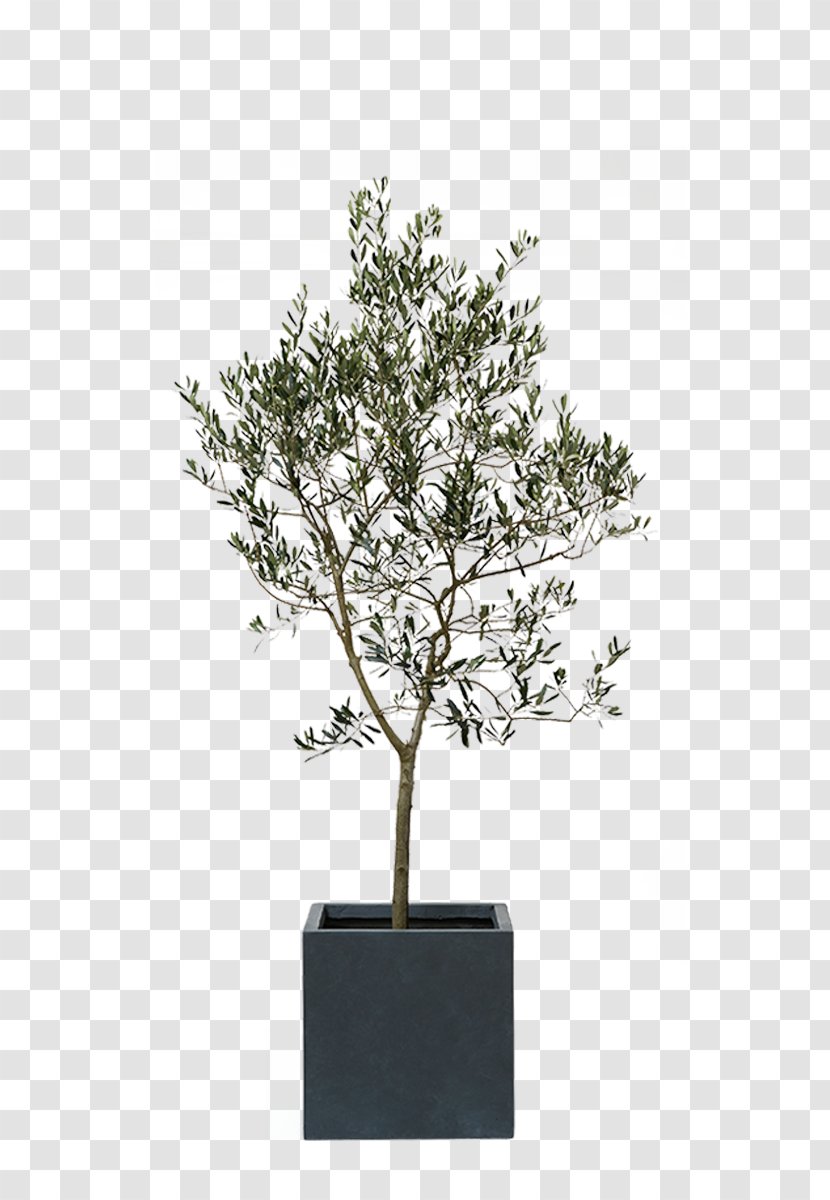 Houseplant Gum Trees Silverberry Myrtle Family Araliaceae - Green Love Transparent PNG