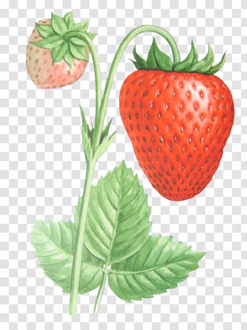 Musk Strawberry Food Clip Art - Diet Transparent PNG