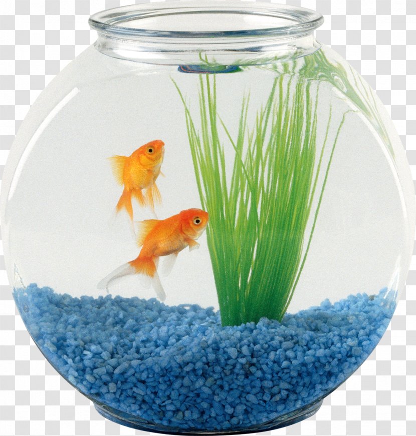 Pet Sitting Oranda Aquarium Fish - Goldfish - Bowl Transparent PNG