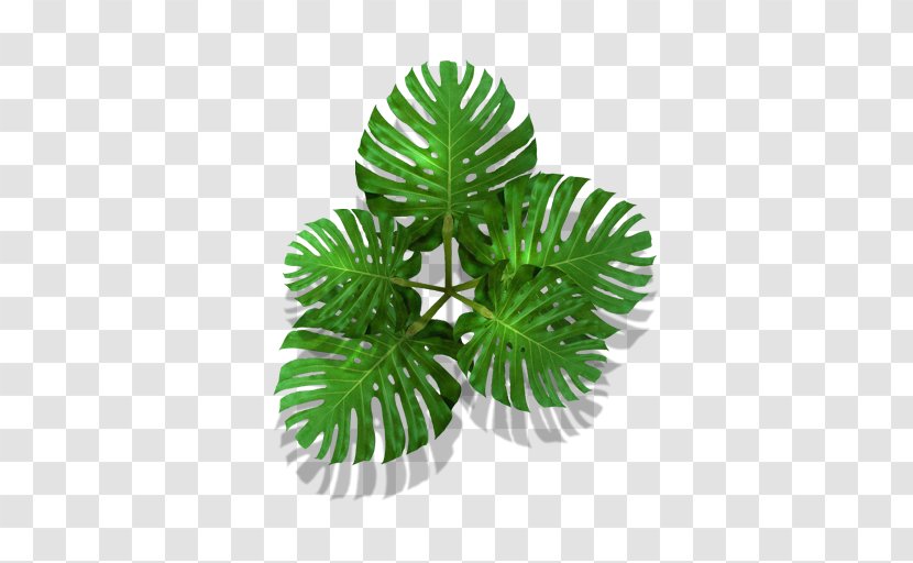 Plant Tree - Monstera Transparent PNG