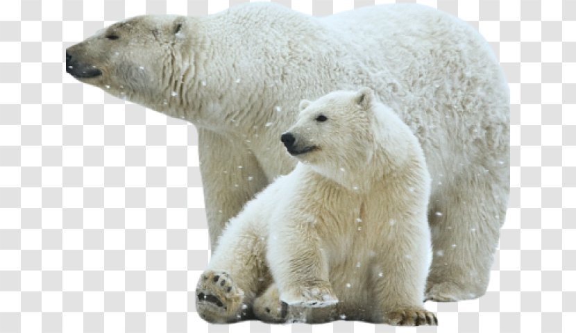 Polar Bear Brown White Clip Art - Terrestrial Animal Transparent PNG