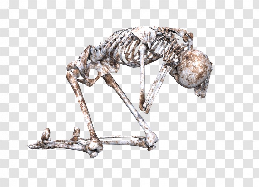 Human Skeleton Skull Bone - Frame Transparent PNG