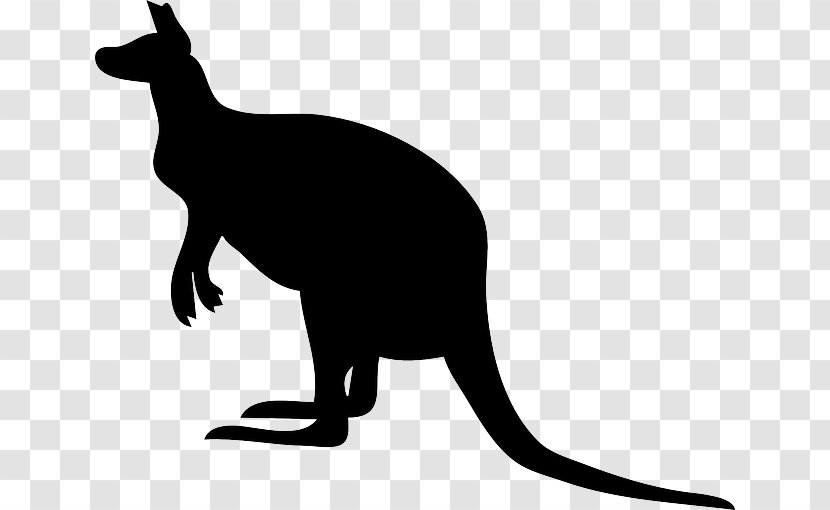 Clip Art Vector Graphics Koala Kangaroo - Cat Like Mammal Transparent PNG