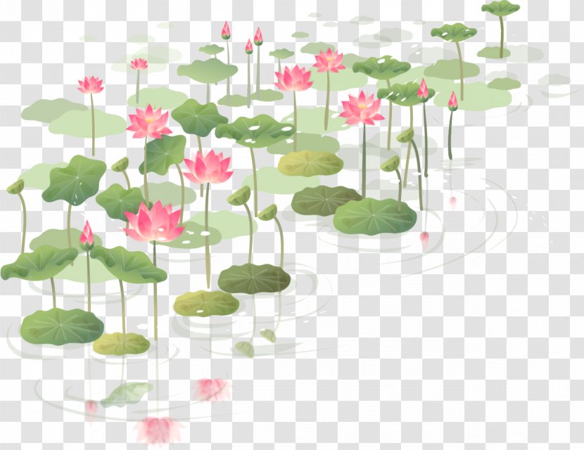Flower Nelumbo Nucifera Wall Decal Sticker - Arranging - Water Lilies Transparent PNG