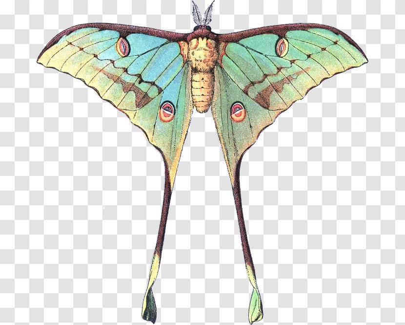 Butterfly Luna Moth Comet Transparent PNG