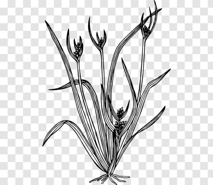 Clip Art Carex Backii Image Hystericina - Flower - Bluebonnet Drawing Line Transparent PNG