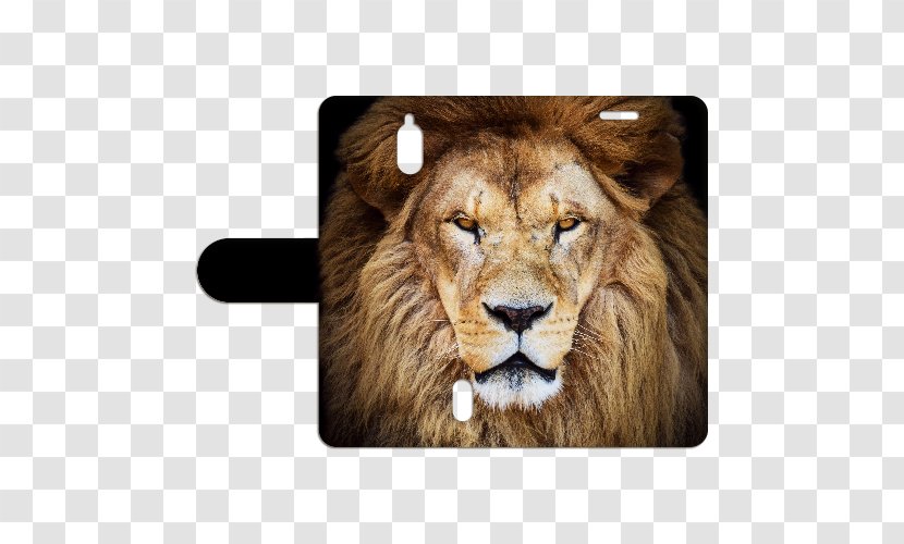 Lion Stock Photography Royalty-free Clip Art - Big Cats - Huawei Y625 Transparent PNG