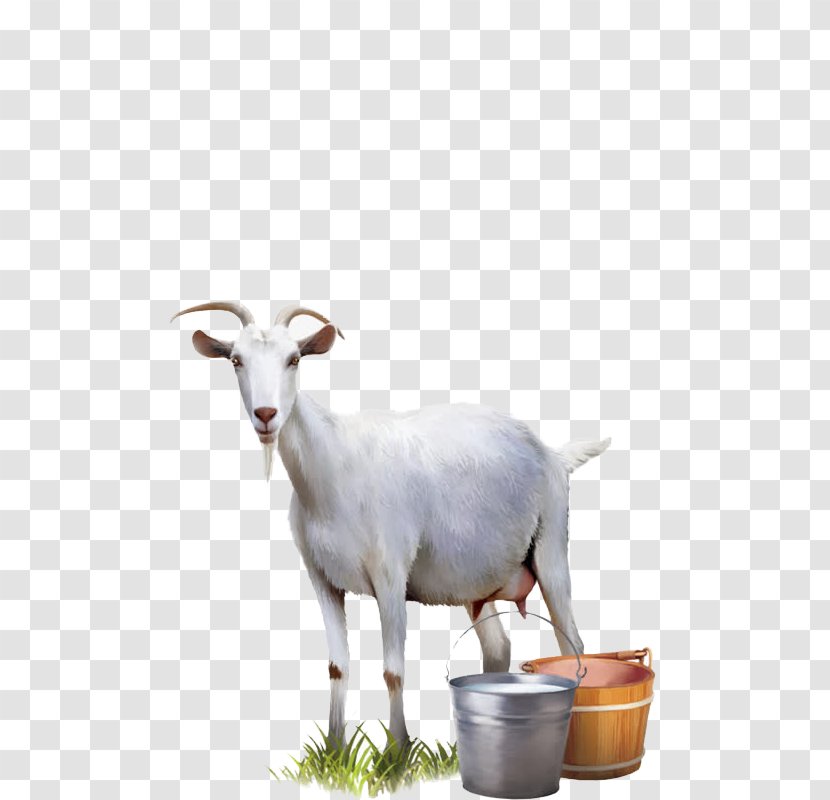 Goat Milk Cattle Sheep - Fauna Transparent PNG