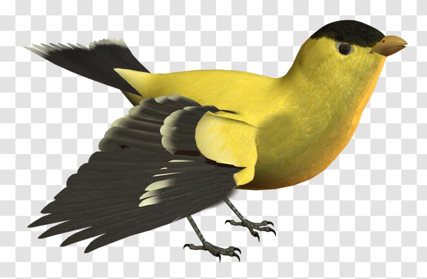 Bird Yellow Image Beak Transparent PNG