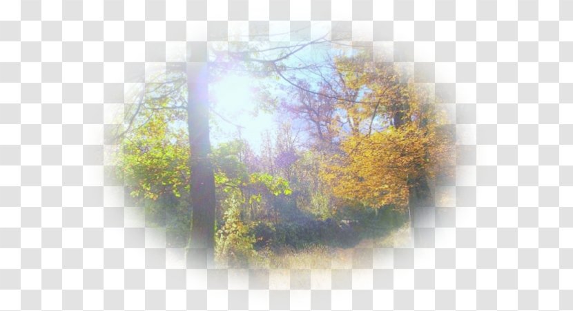 Desktop Wallpaper Forest - Sunlight - Pas De Deux Transparent PNG