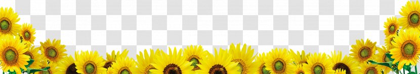 Common Sunflower Download Google Images - Plant Transparent PNG