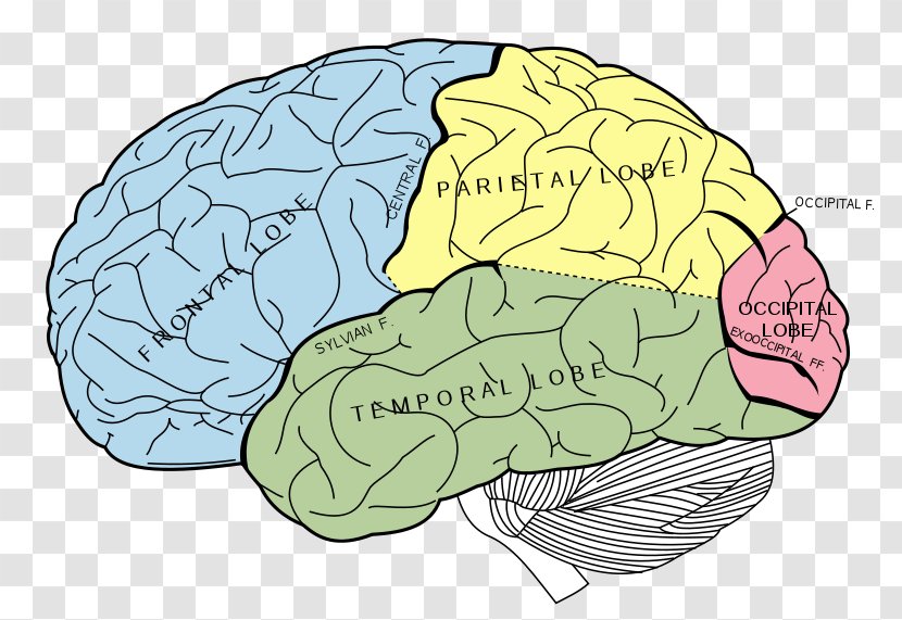 Lobes Of The Brain Occipital Lobe Temporal Parietal - Silhouette - Labeling Vector Transparent PNG