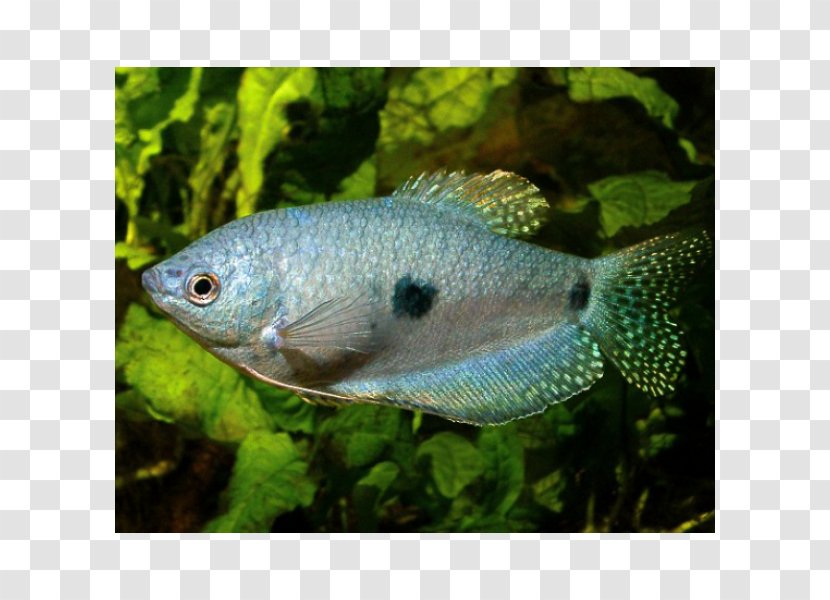 Aquariums Three Spot Gourami Ornamental Fish Transparent PNG