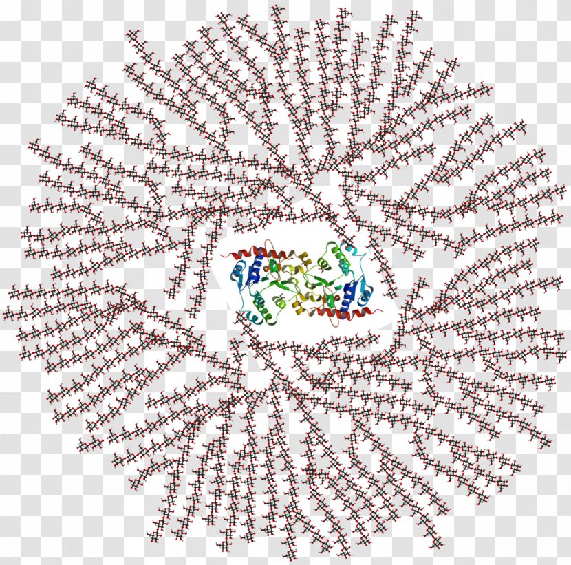 Glycogenolysis Polysaccharide Branching Glycogenin - Glycogen - Granule Transparent PNG