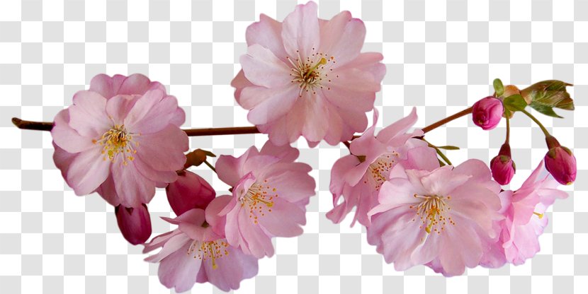 Flower Clip Art - Tiff Transparent PNG