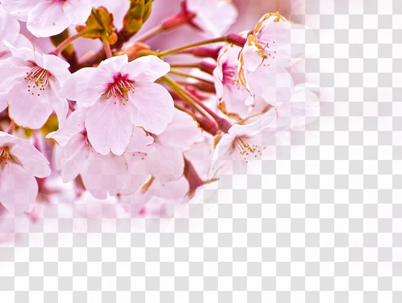 National Cherry Blossom Festival Flower - Hanami - Blossoms Transparent PNG