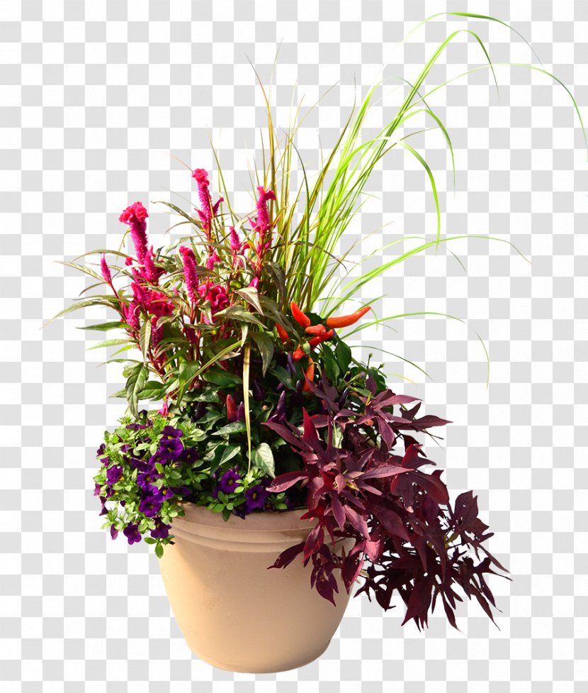 Homestead Gardens Houseplant Cut Flowers - Flower - Purple Sweet Potato Transparent PNG