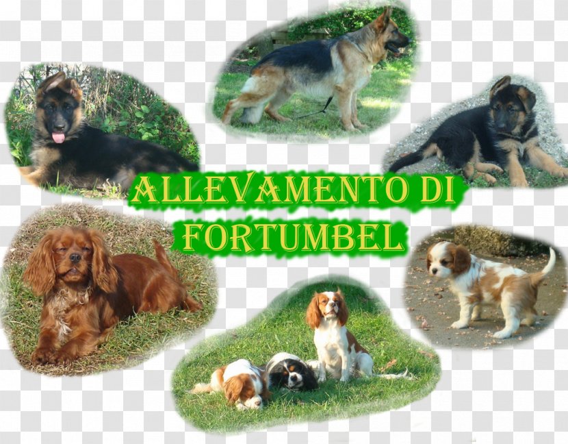 Dog Breed Cavalier King Charles Spaniel German Shepherd Province Of Mantua Transparent PNG